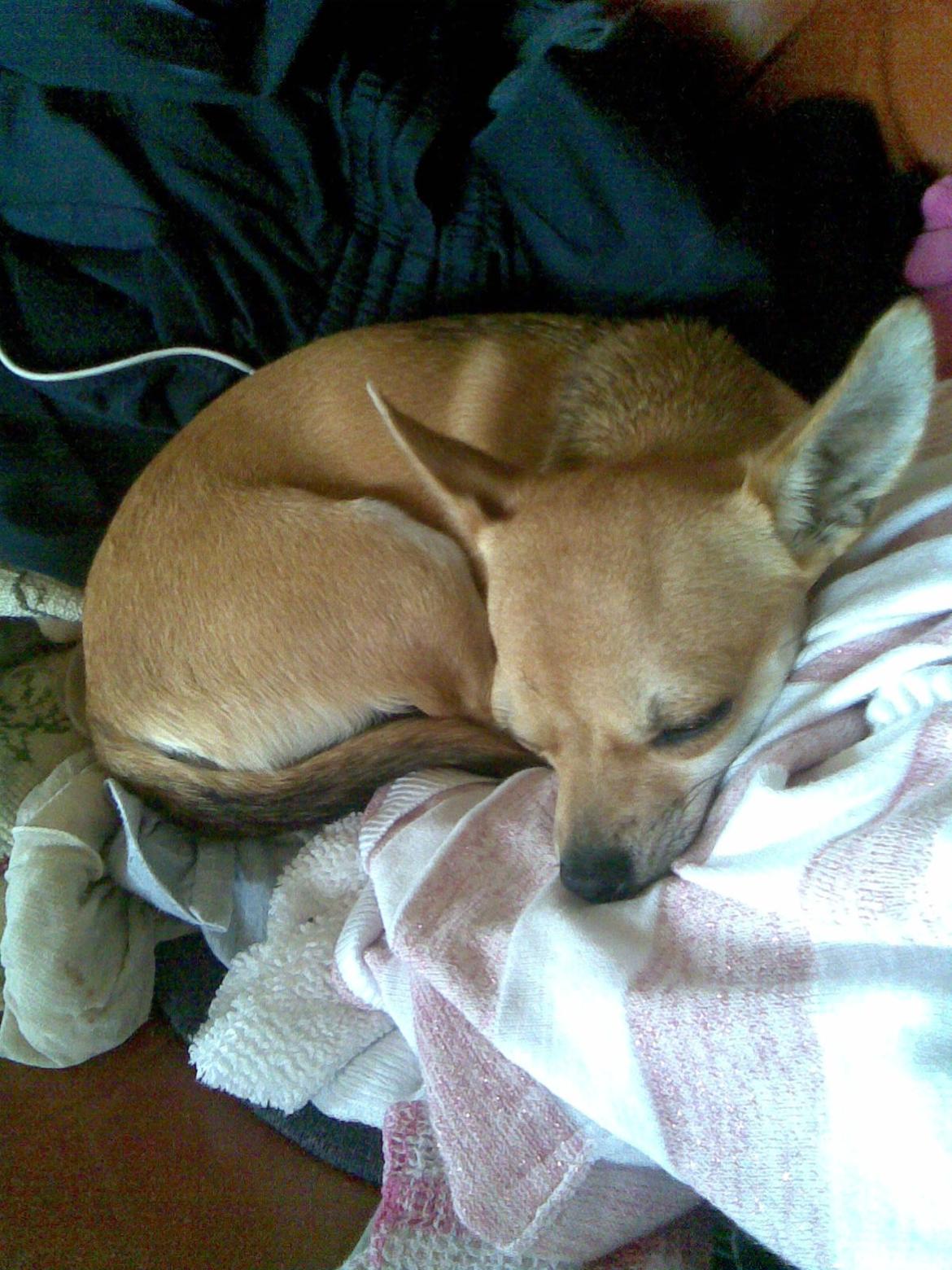 Chihuahua Birkedal's Sofus billede 11