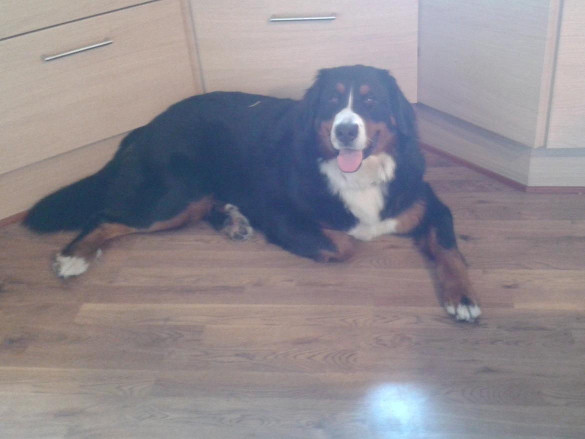 Berner sennenhund Nanna billede 5