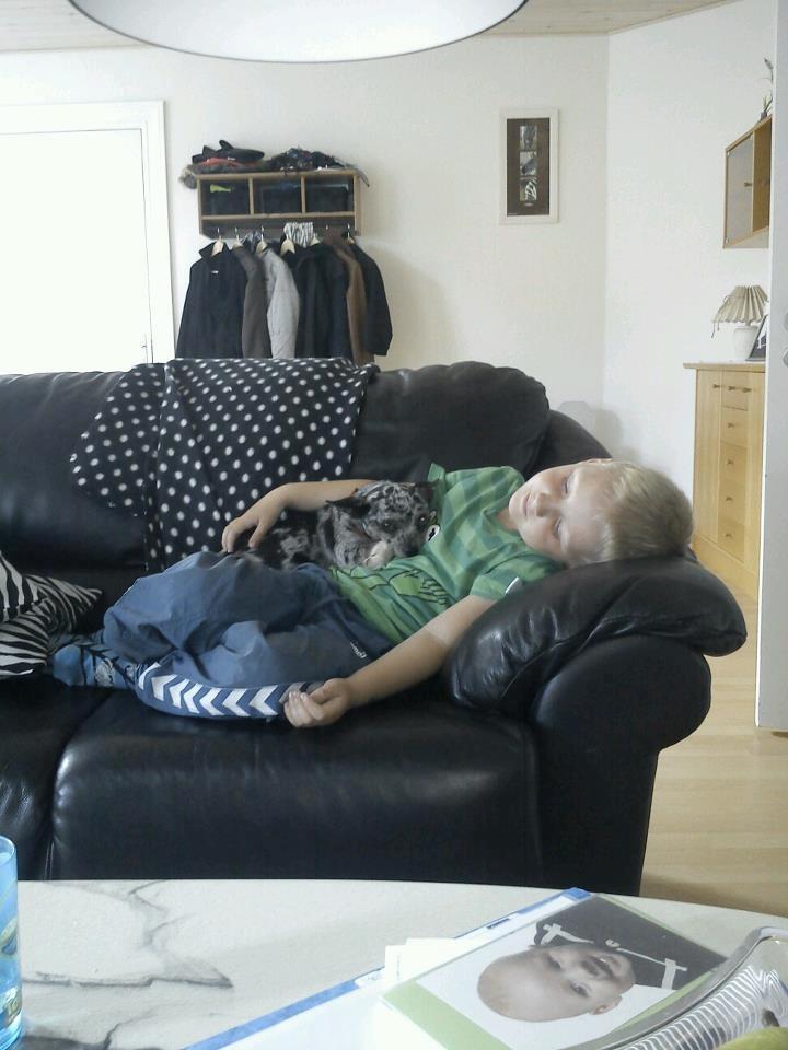 Blanding af racer Dina  (Himmelhund) - Hygger med Oliver billede 11