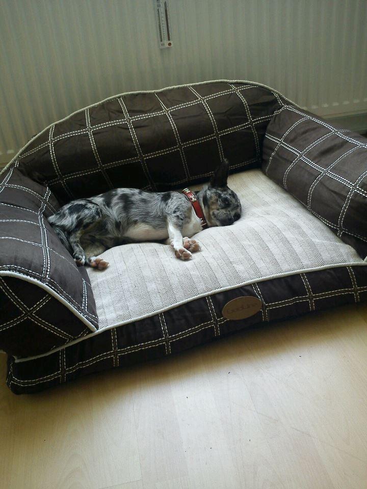 Blanding af racer Dina  (Himmelhund) - Træt pige billede 12