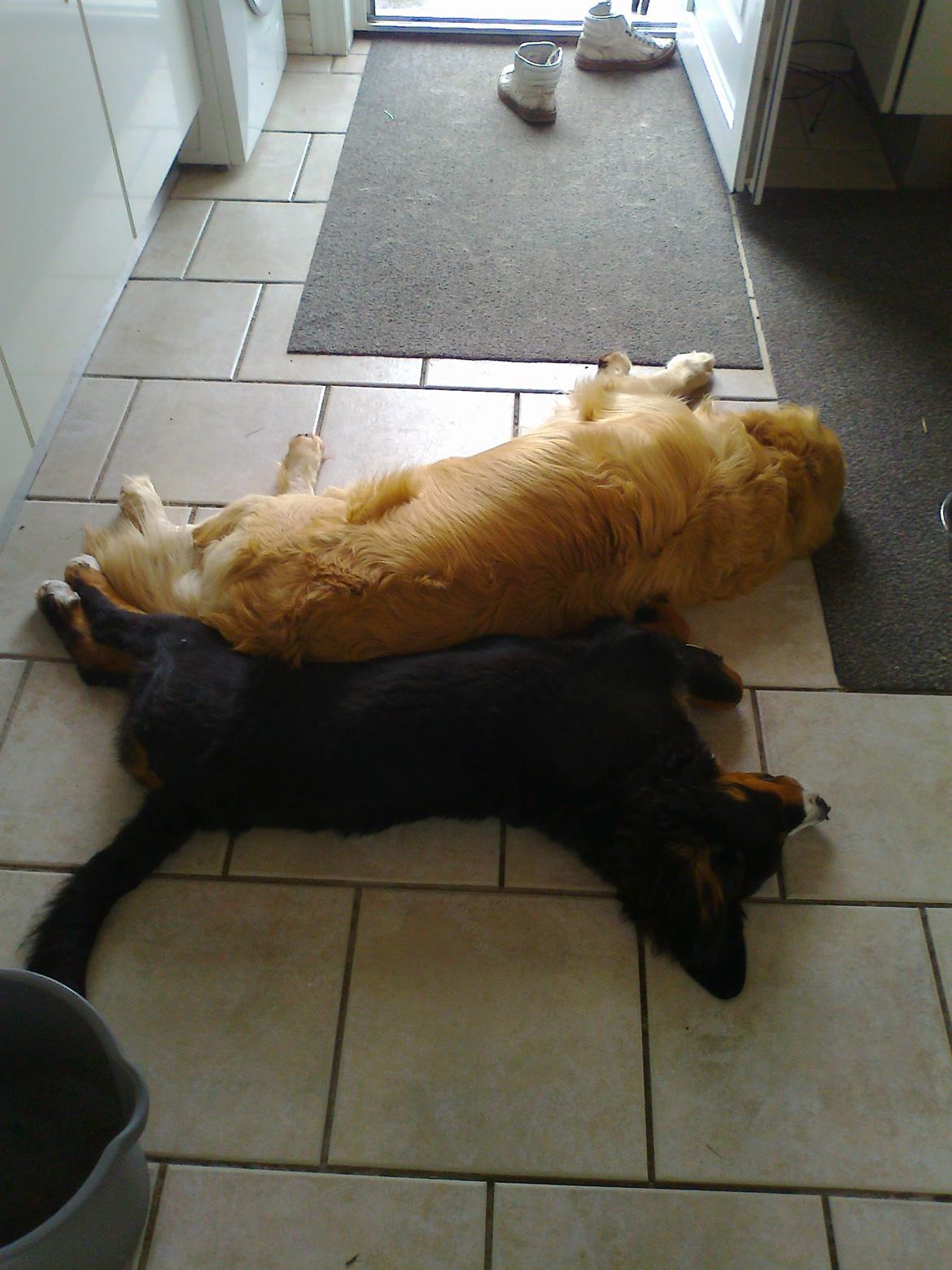 Berner sennenhund Nanna billede 6