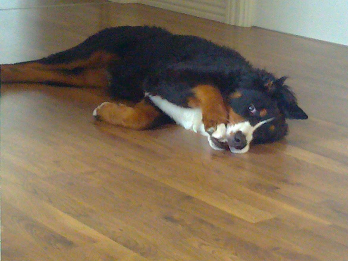 Berner sennenhund Nanna billede 7