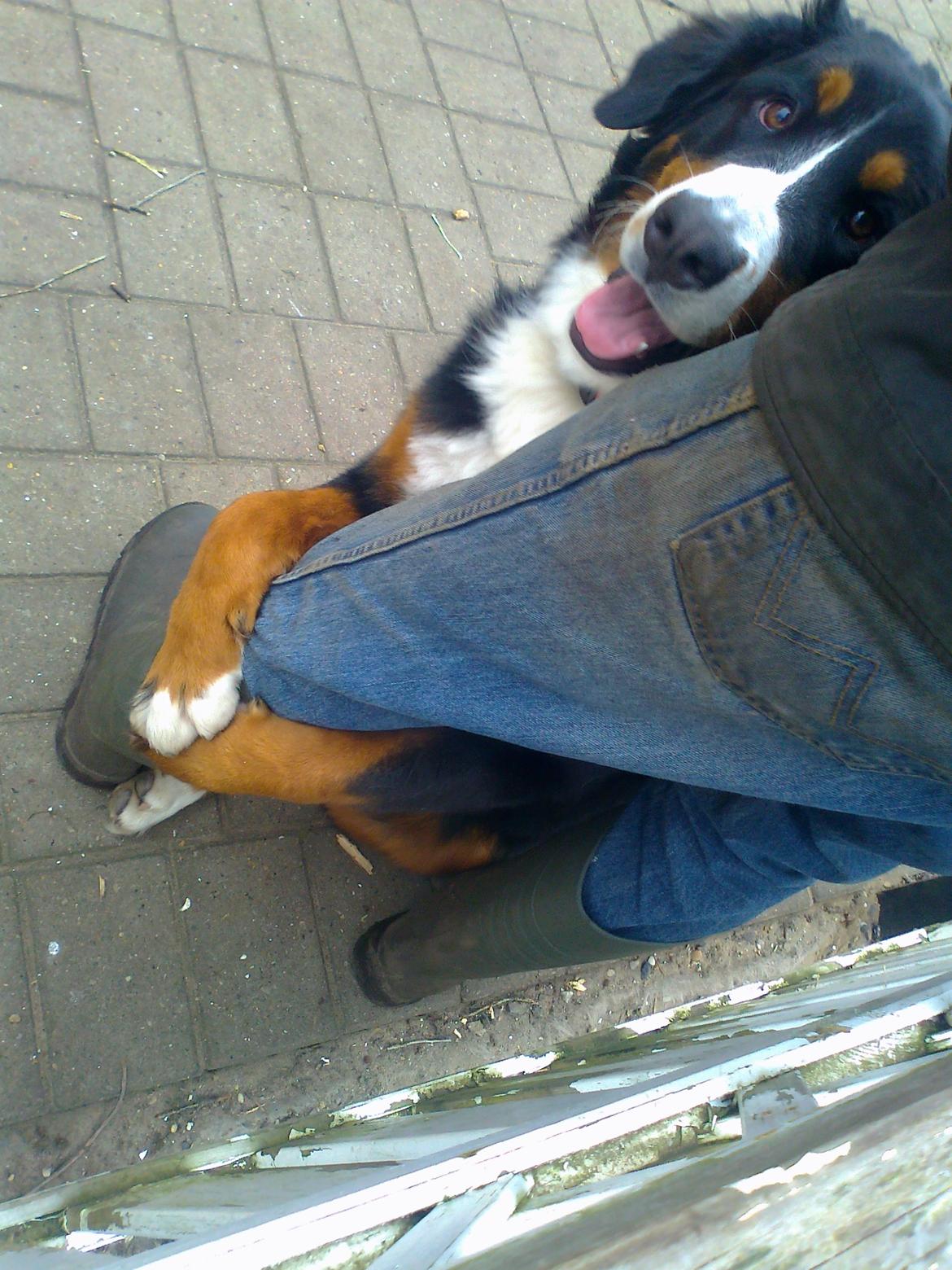 Berner sennenhund Nanna billede 8