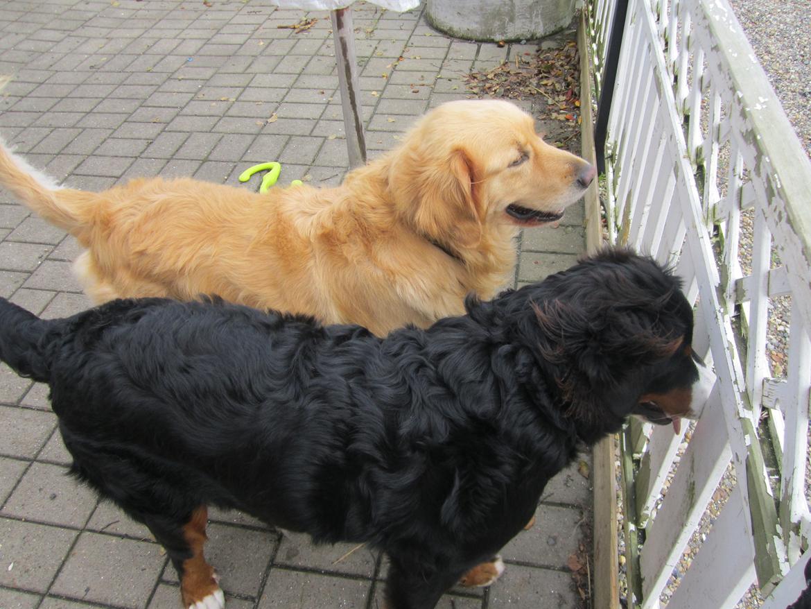 Berner sennenhund Nanna billede 9