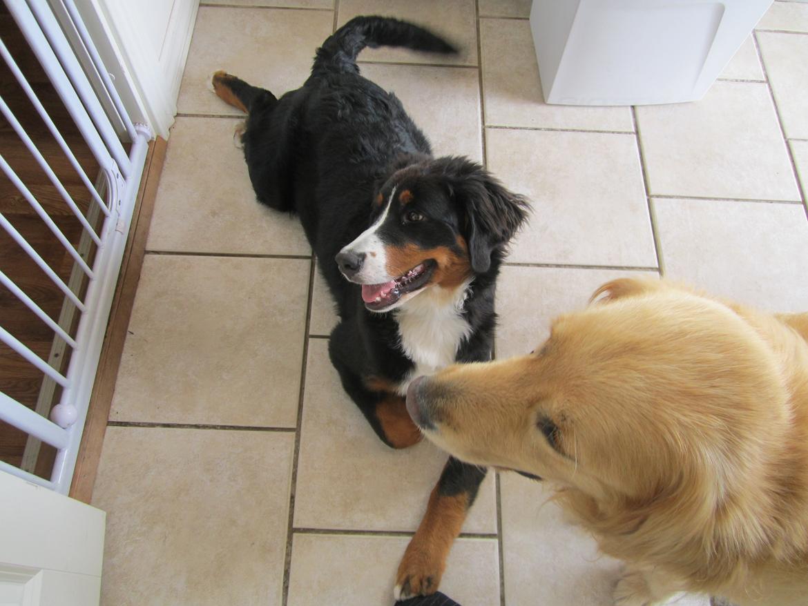 Berner sennenhund Nanna billede 10