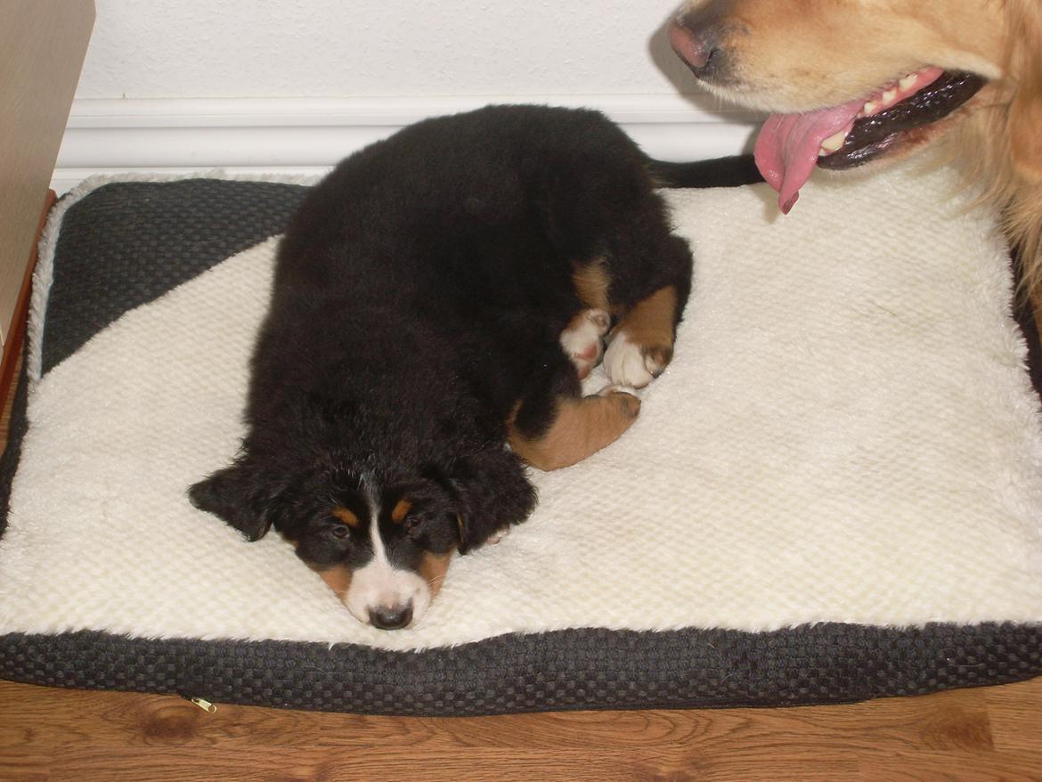 Berner sennenhund Nanna billede 11