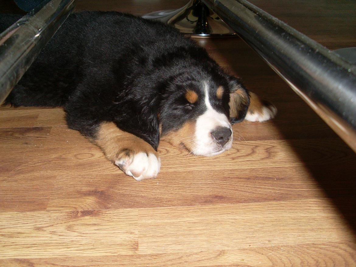 Berner sennenhund Nanna billede 12