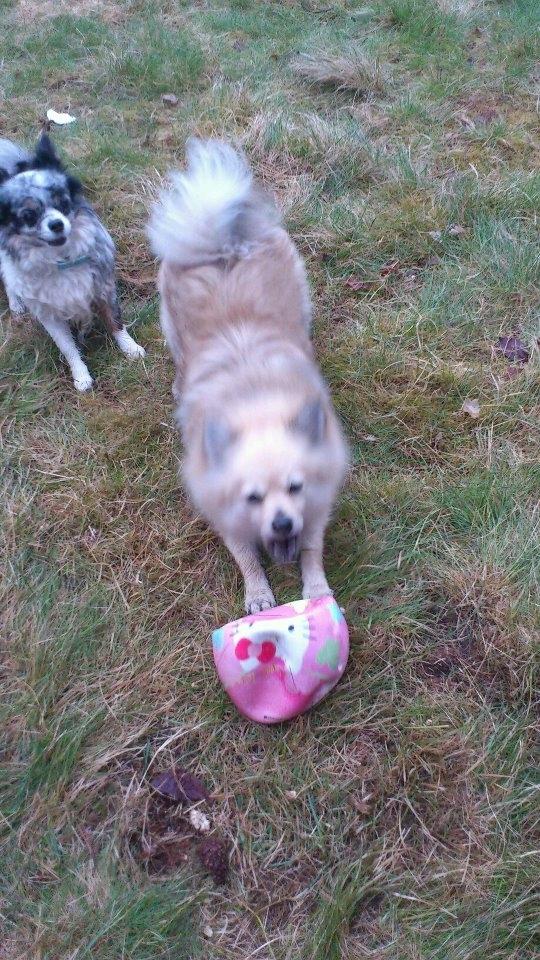 Chihuahua Dandie (Himmelhund) - Spiller bold med Dixie  billede 14