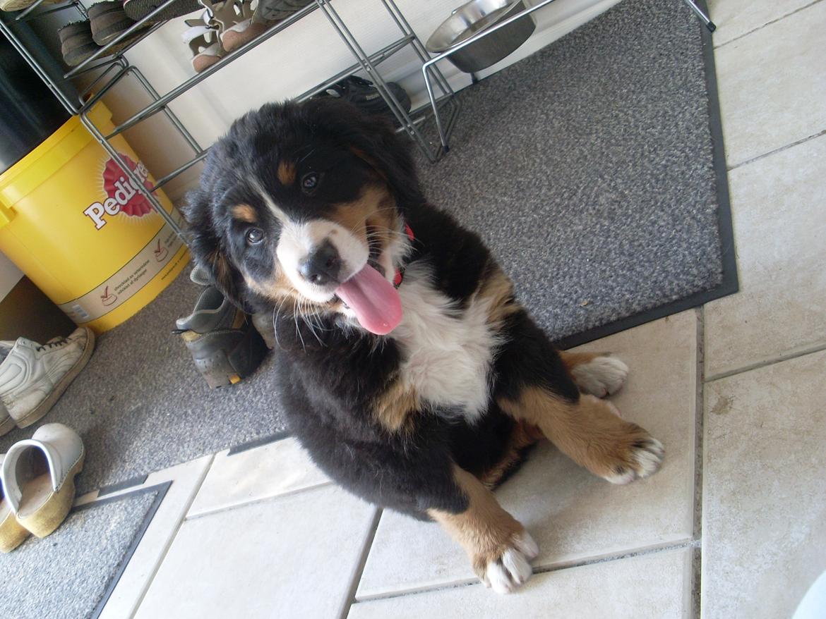 Berner sennenhund Nanna billede 13