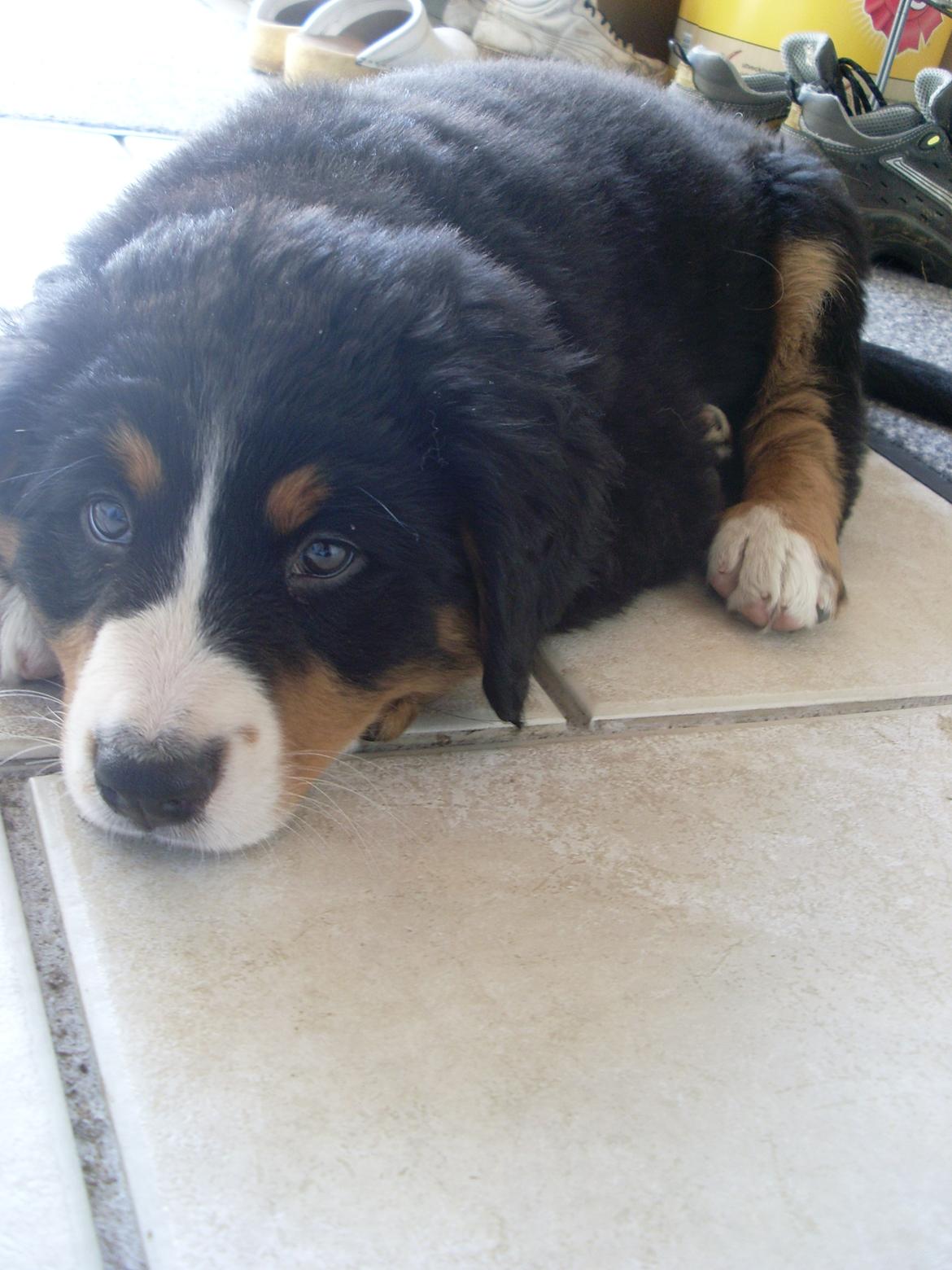 Berner sennenhund Nanna billede 14