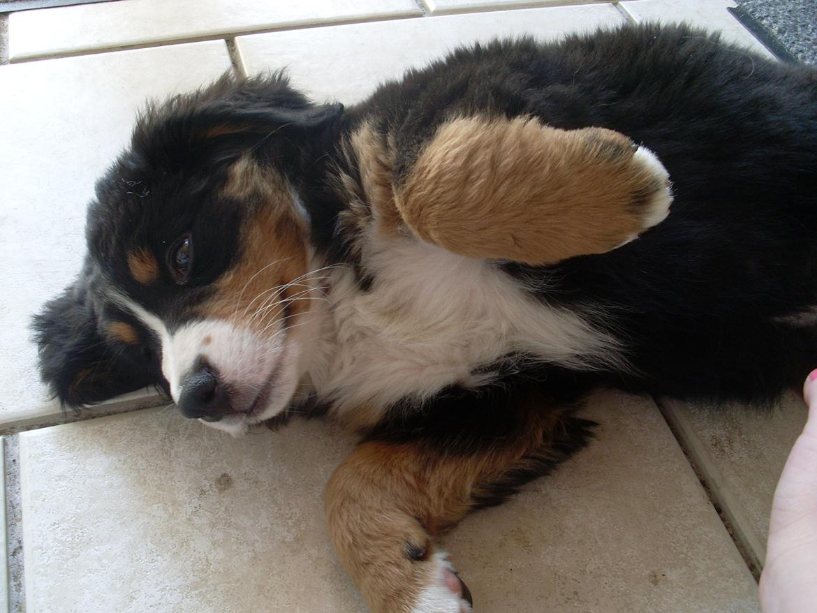 Berner sennenhund Nanna billede 15