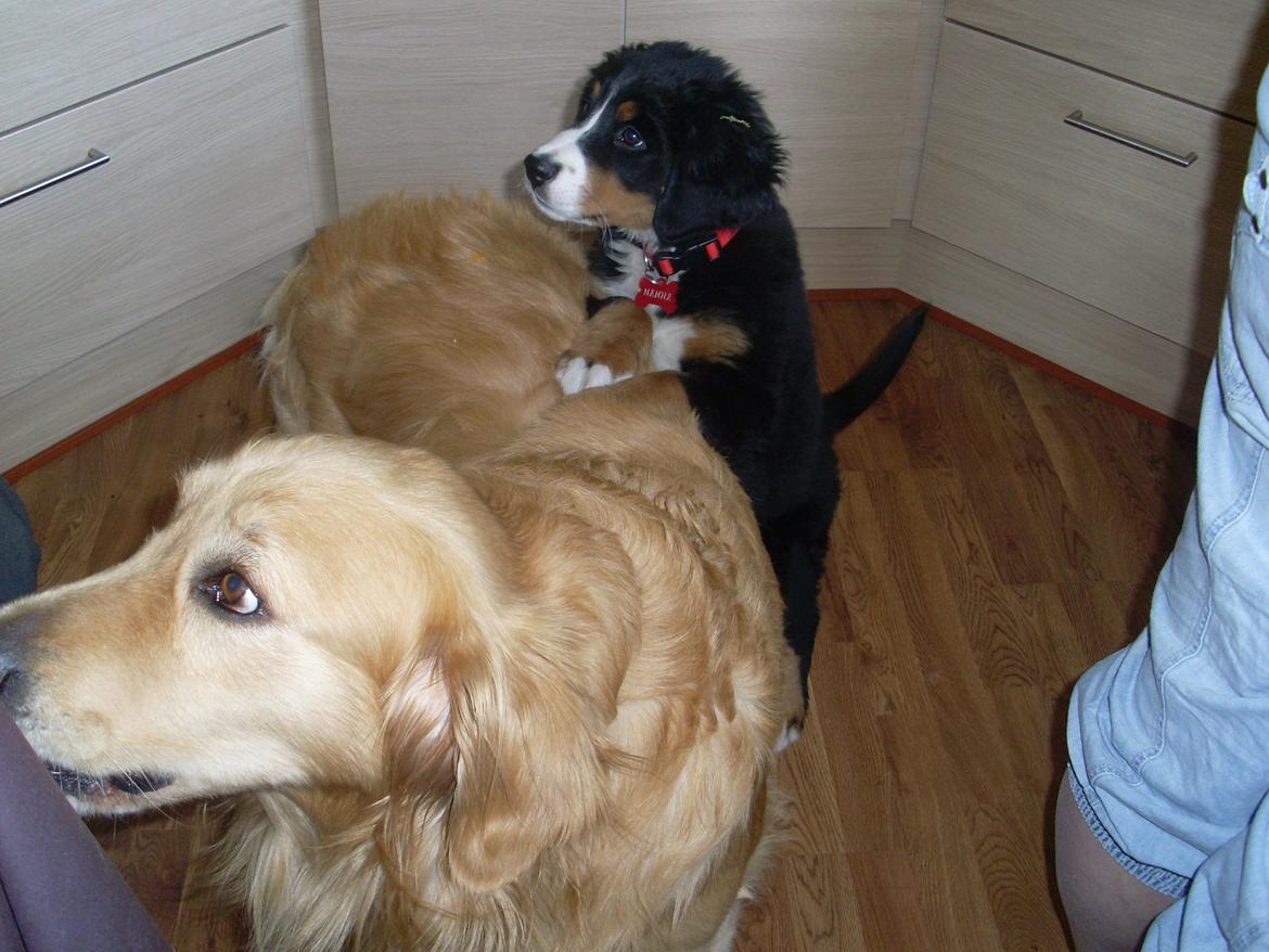 Berner sennenhund Nanna billede 16