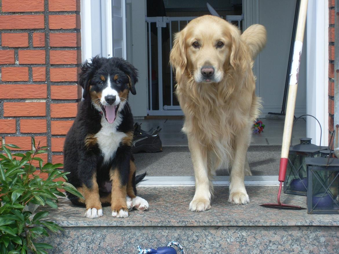 Berner sennenhund Nanna billede 17