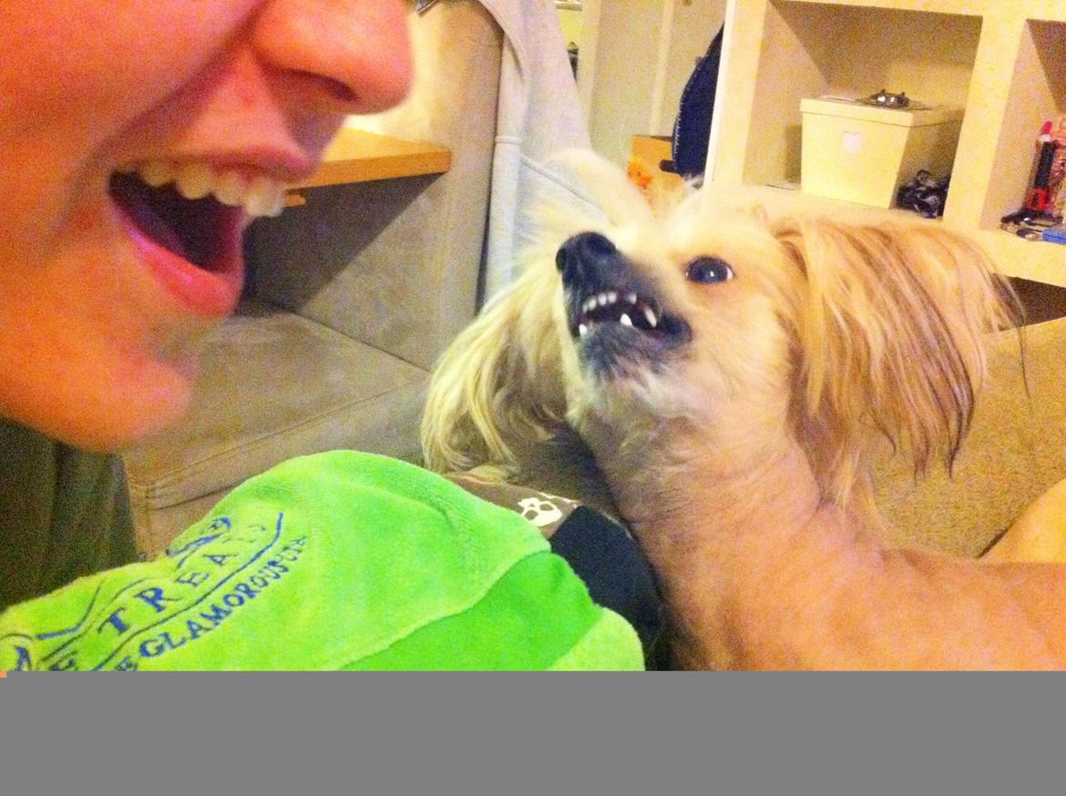 Chinese crested hårløs Misella`s Leroy billede 13