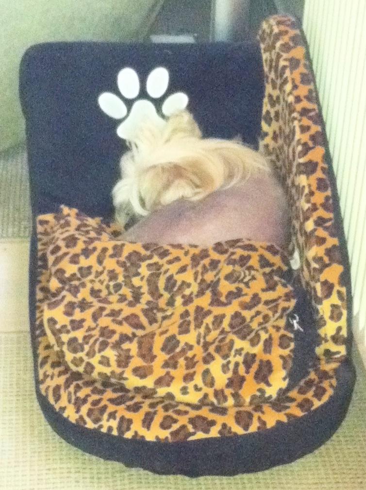 Chinese crested hårløs Misella`s Leroy billede 14