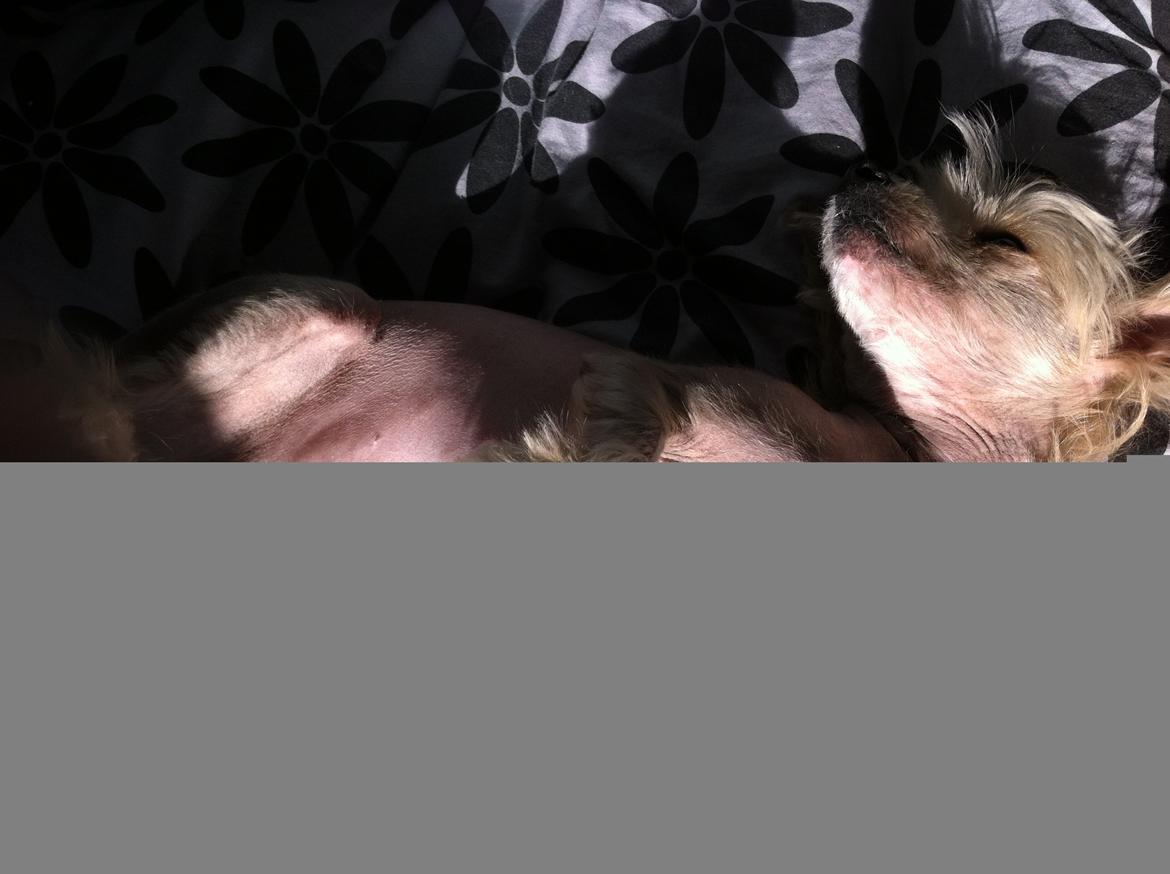 Chinese crested hårløs Misella`s Leroy billede 15