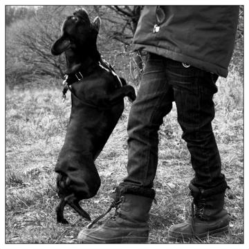 Fransk bulldog Alberte - Leger med Oliver billede 11