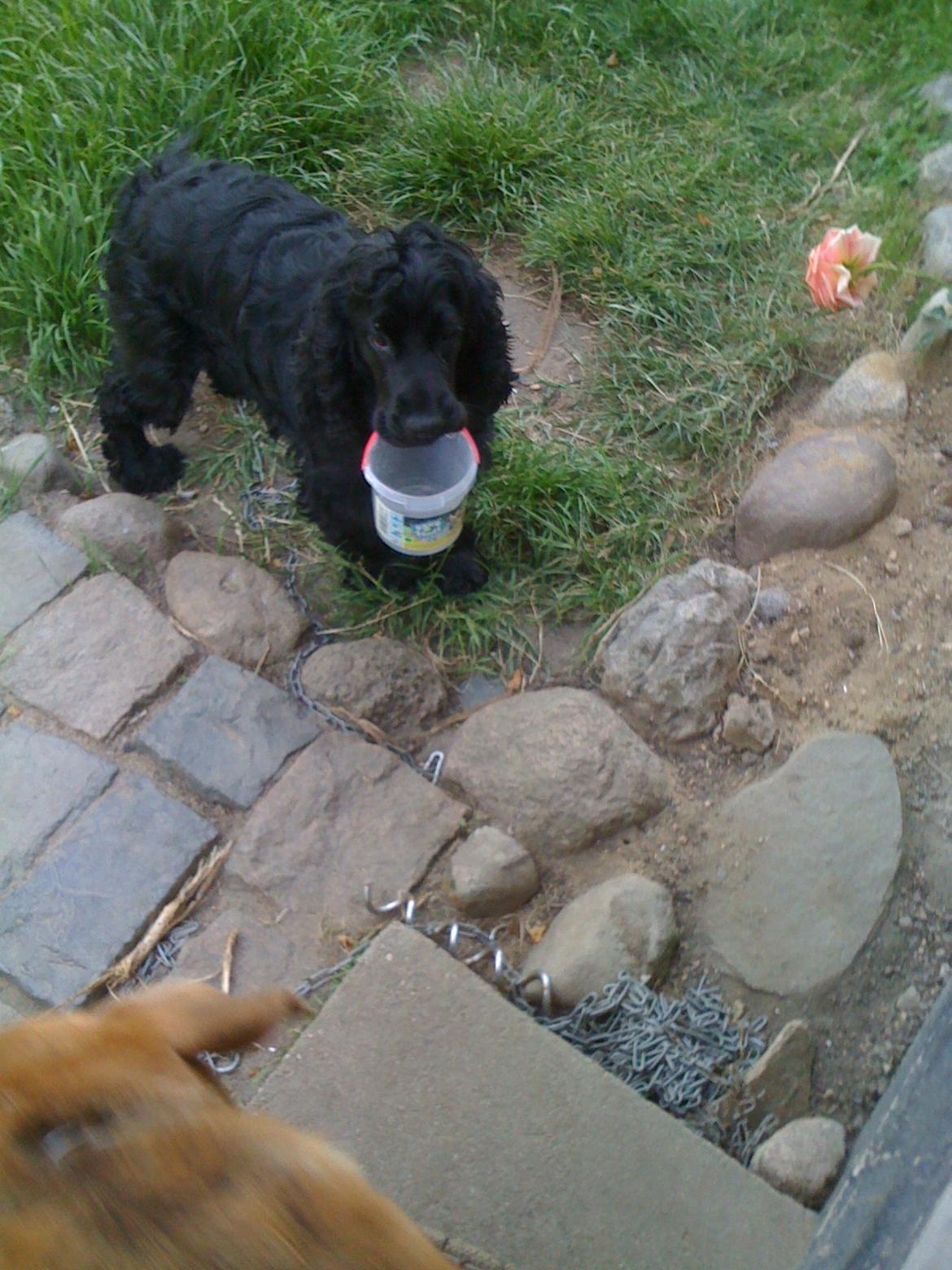 Cocker spaniel Tilde - Det er min spand mor! jeg her den i hanken er jeg ikke dygtig? billede 16