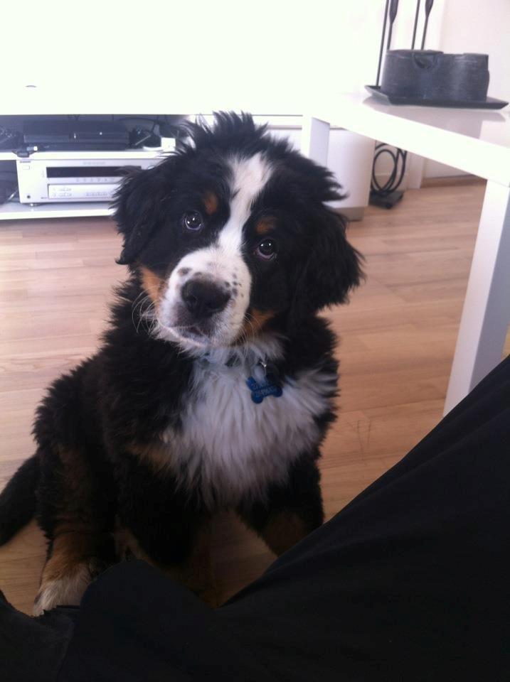 Berner sennenhund Kato billede 1