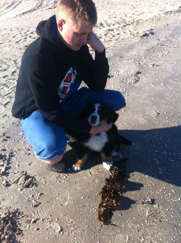 Berner sennenhund Kato billede 2