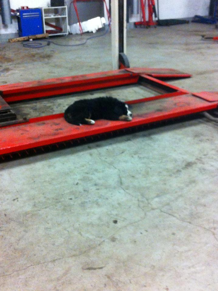 Berner sennenhund Kato billede 3