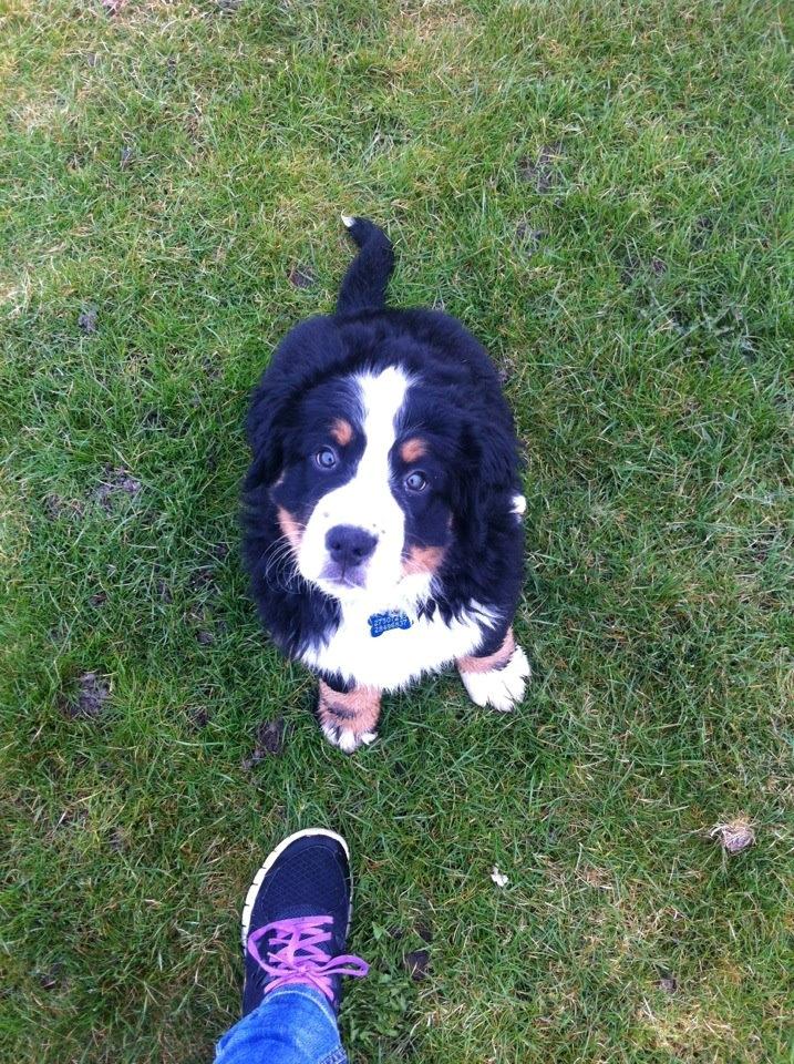 Berner sennenhund Kato billede 4