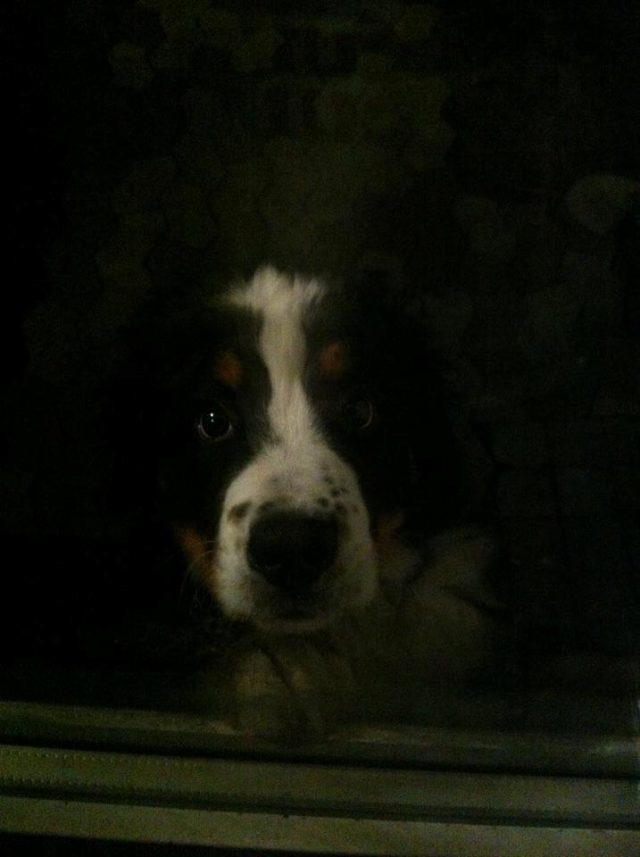 Berner sennenhund Kato billede 5