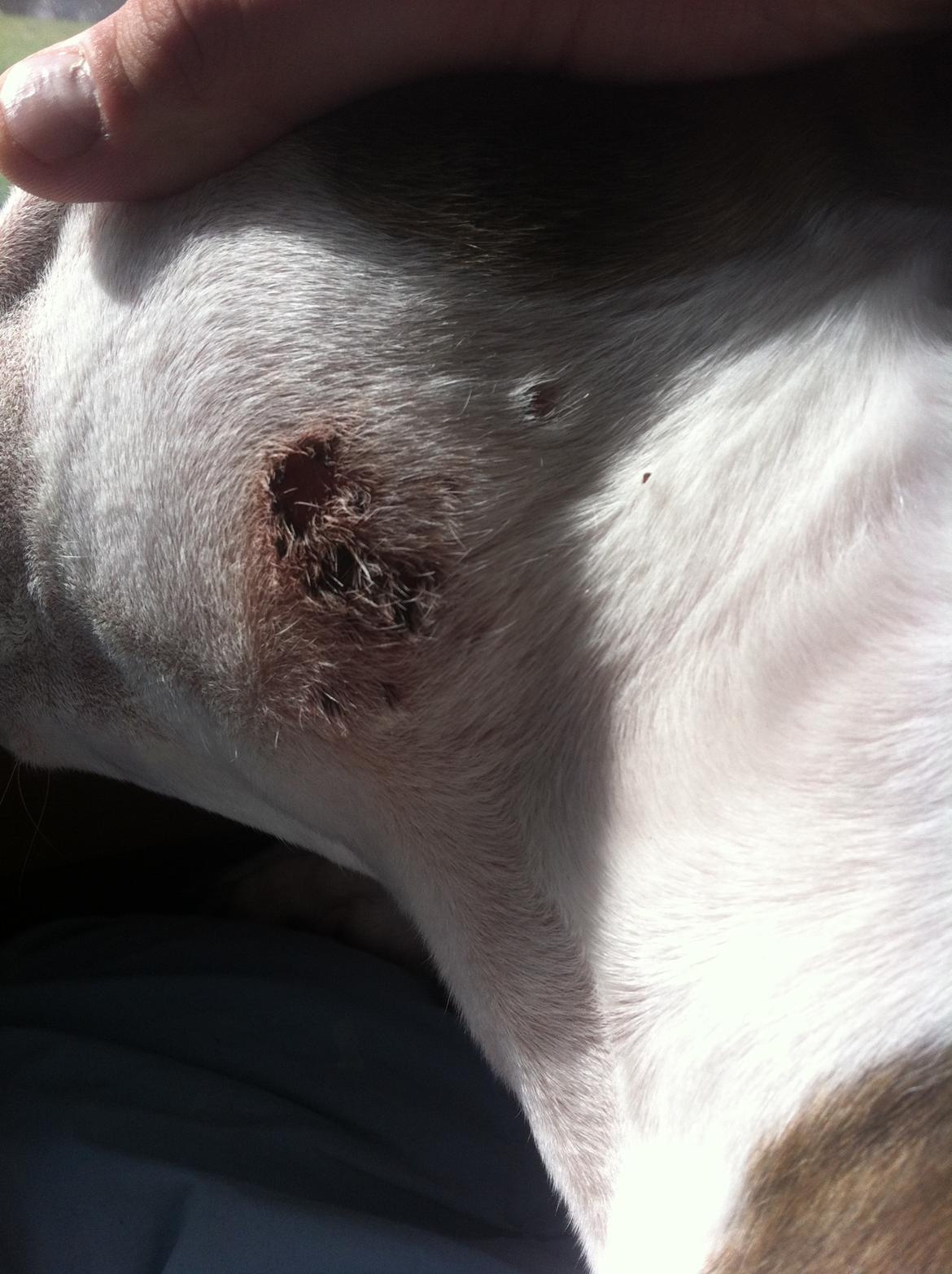 Amerikansk staffordshire terrier Balto billede 16