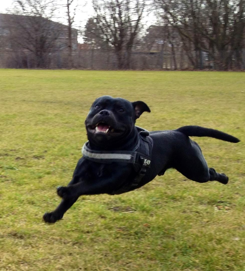 Staffordshire bull terrier Marley billede 18