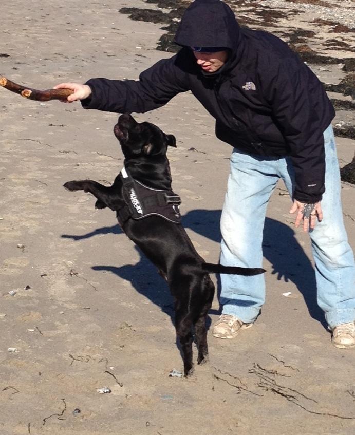 Staffordshire bull terrier Marley billede 20