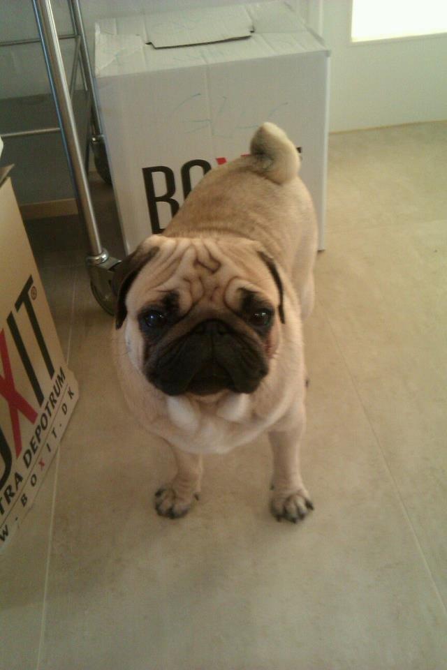Mops Oskar billede 1