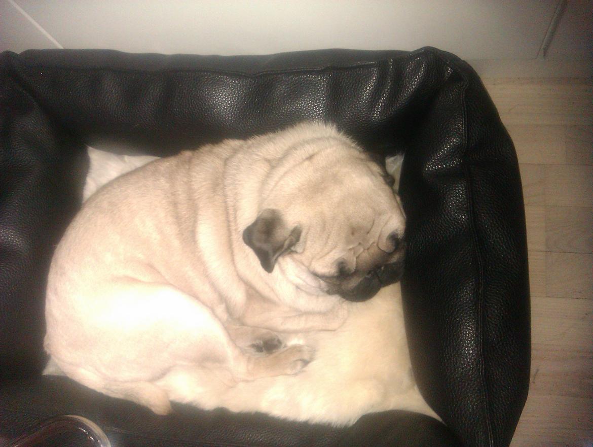 Mops Oskar billede 2