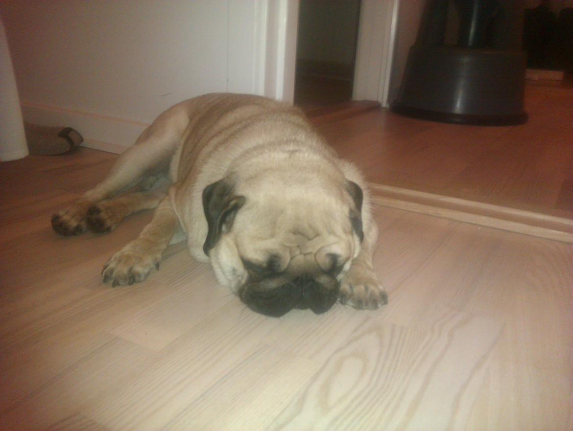 Mops Oskar billede 3