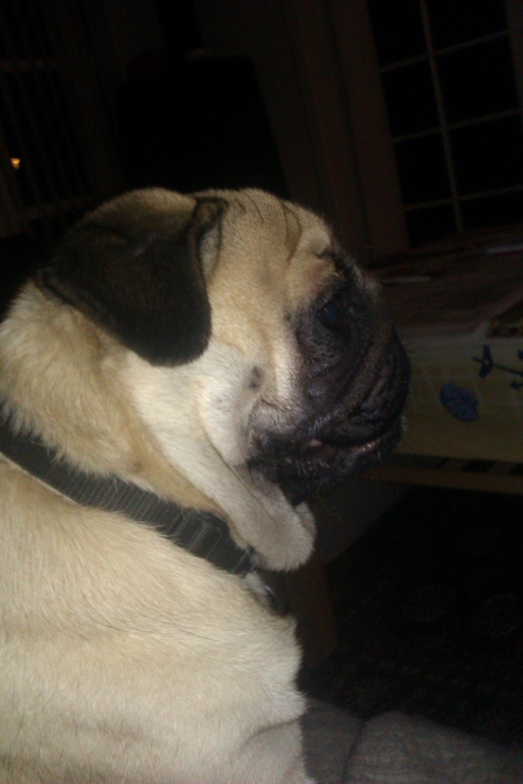 Mops Oskar billede 4