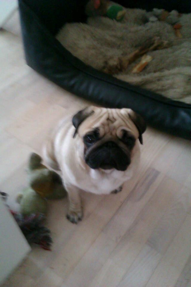 Mops Oskar billede 5