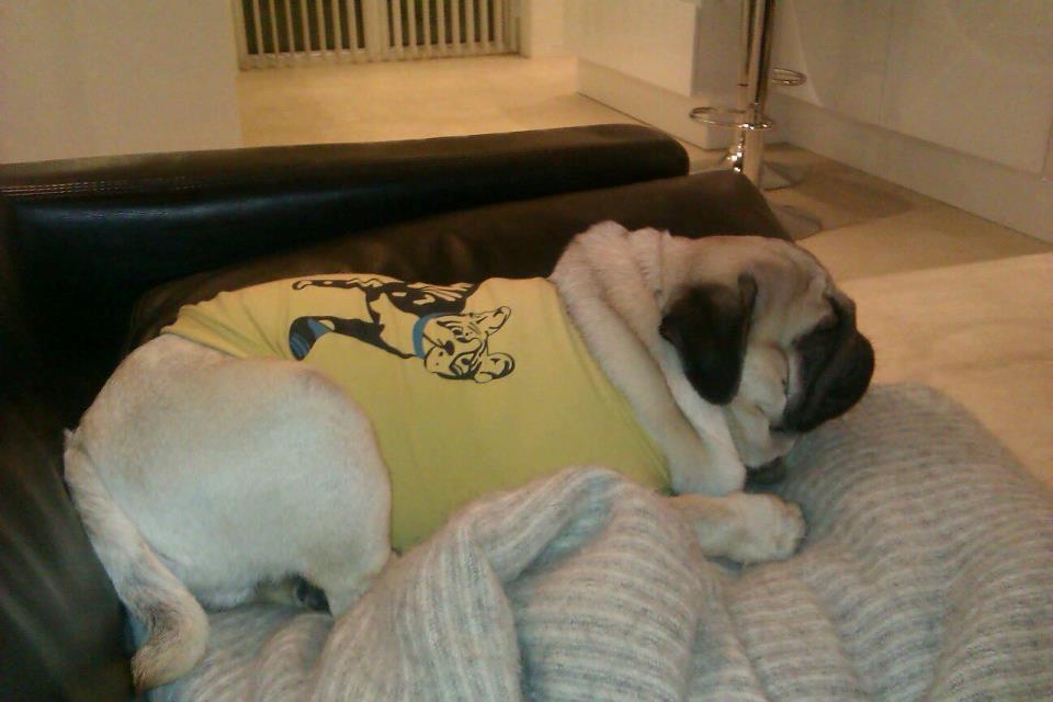 Mops Oskar billede 6