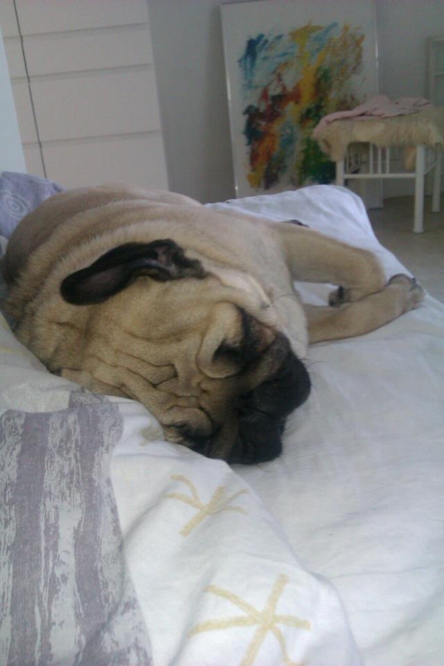 Mops Oskar billede 8