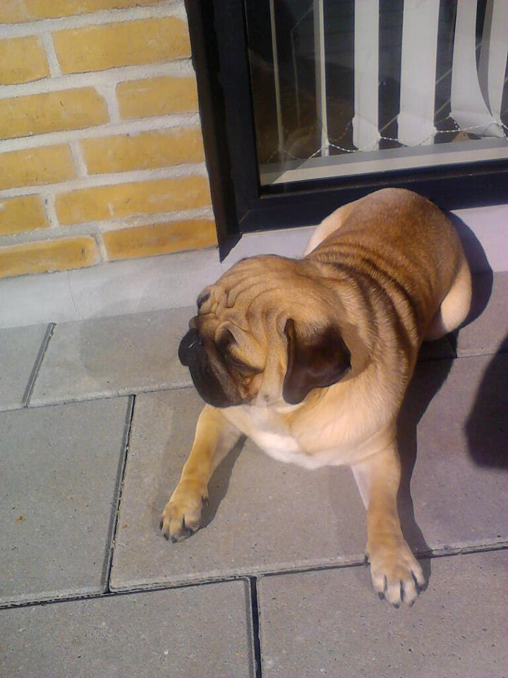 Mops Oskar billede 9