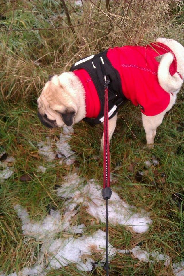 Mops Oskar billede 11