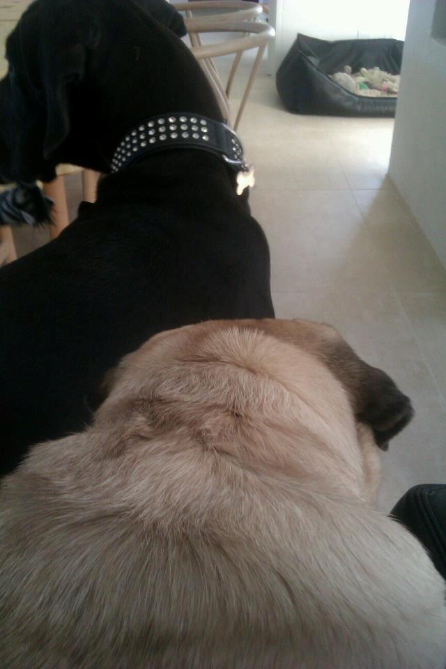 Grand danois Gaia billede 4