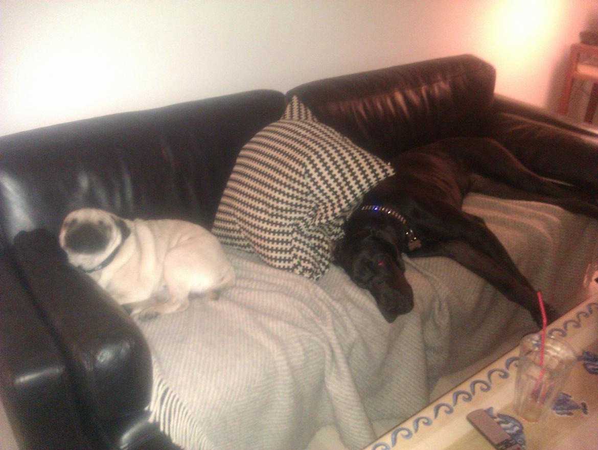 Grand danois Gaia billede 5