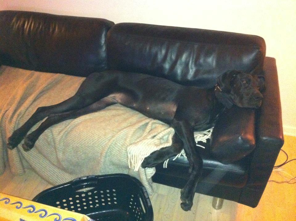 Grand danois Gaia billede 6