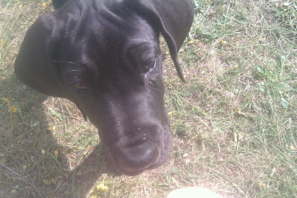 Grand danois Gaia billede 7