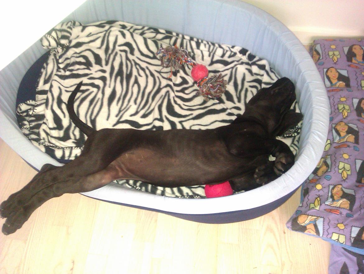 Grand danois Gaia billede 8