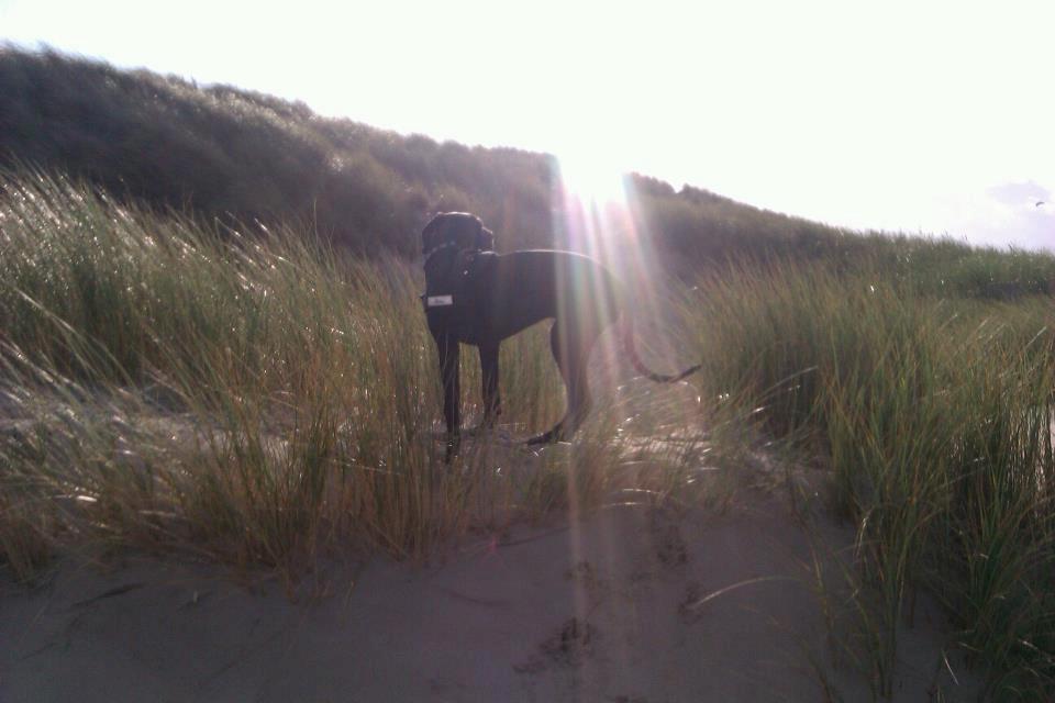 Grand danois Gaia billede 9