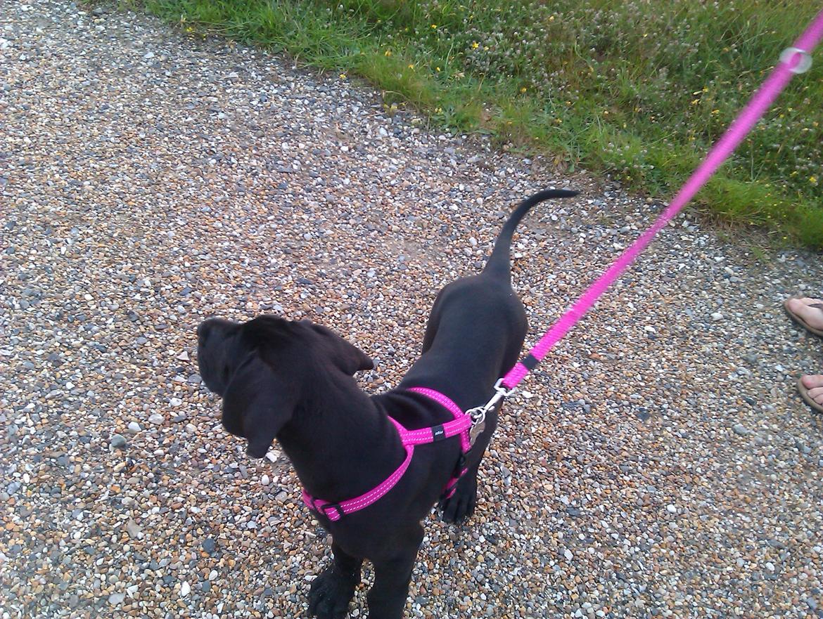 Grand danois Gaia billede 10