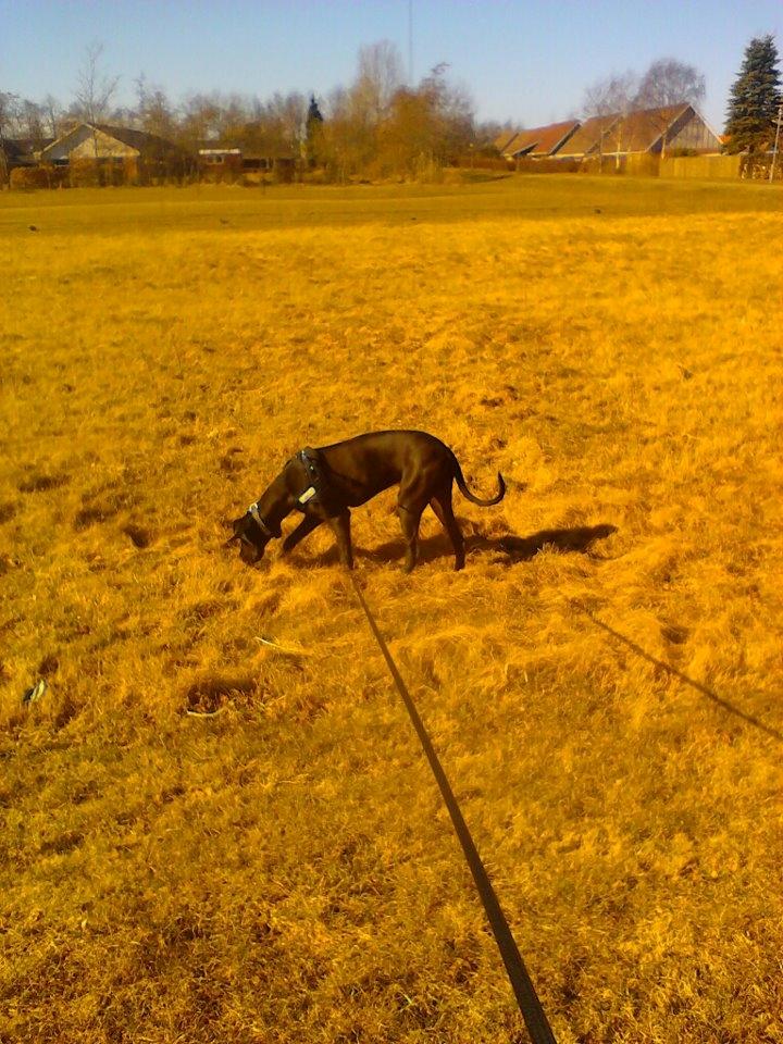 Grand danois Gaia billede 11