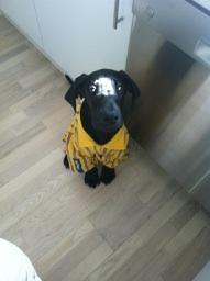 Grand danois Gaia billede 12