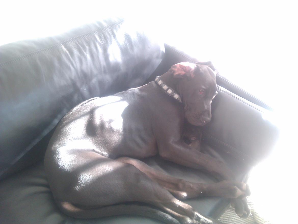 Grand danois Gaia billede 13