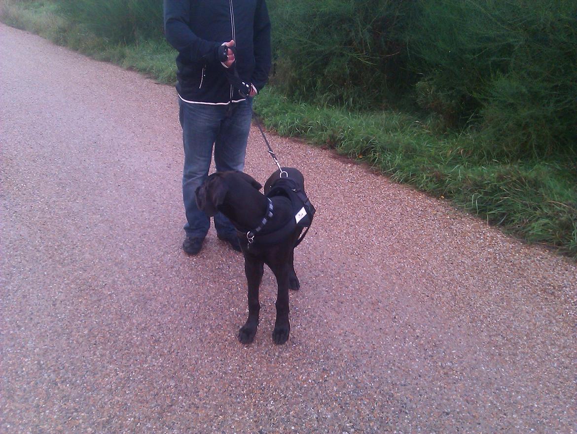 Grand danois Gaia billede 14